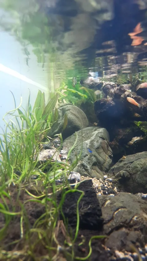 Short Aquascape Video stock 242647294