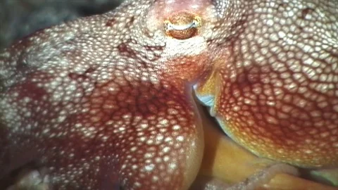 Short arm sand octopus Stock Footage 81226865