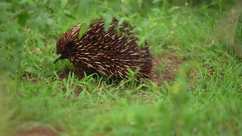 Short-beaked echidna in Australia Stock Footage 327661203