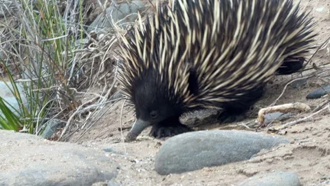Short Beaked Echidna Close Up South Australia 4K Footage Stock Footage 340181493