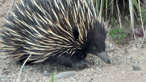 Short Beaked Echidna Close Up South Australia 4K Footage Stock Footage 341297899