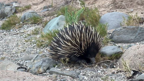 Short Beaked Echidna Close Up South Australia 4K Footage 스톡 동영상 343325055