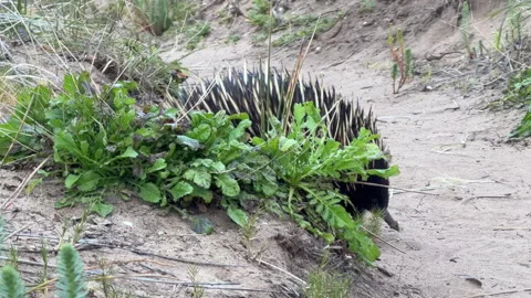 Short Beaked Echidna Close Up South Australia 4K Footage 스톡 동영상 344086010