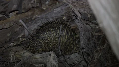 Short beaked Echidna dig in earth under tree roots at night close up Stock Footage 319462961