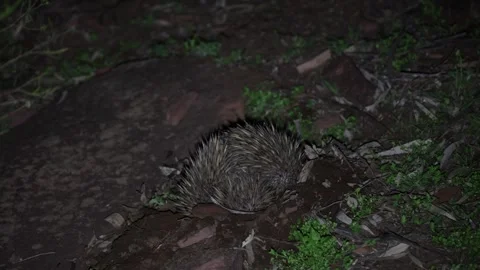 Short-beaked Echidna dig in earth at night close up Stock Footage 321182872