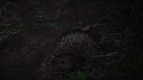 Short-beaked Echidna dig for food at night close up Stock Footage 325375656