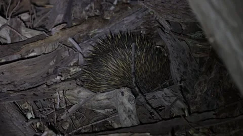 Short-beaked Echidna dig in under a log in forest at night close up Stock Footage 329090087