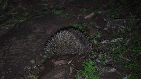 Short-beaked Echidna digging in earth after food at night close up Stock Footage 320154175