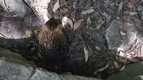 Short-Beaked Echidna Foraging and Sniffing Around in the Bush Stock Footage 318949081