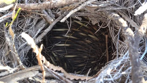 Short-beaked Echidna hide in hole in the bush during the day close up Stock Footage 86888144