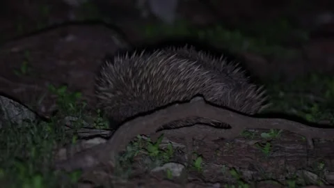 Short-beaked Echidna move in the forest at night Stock Footage 329090130
