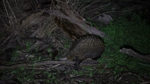 Short-beaked Echidna moving in forest undergrowth at night close up Stock Footage 329090121