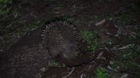 Short-beaked Echidna walk in forest at night close up Stock Footage 329090177