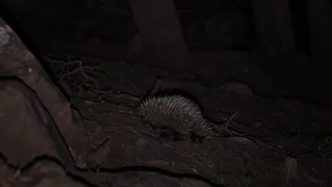 Short-beaked Echidna walk in the forest at night Stock Footage 329090181