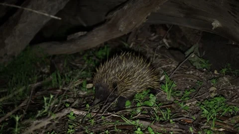 Short-beaked Echidna walk at night disappearing behind bush close up Stock Footage 325418136