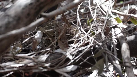 Short-beaked Echidna walk in thick bush at day close up Stock Footage 329090206