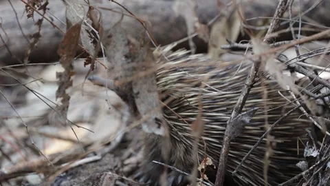 Short Beaked Echidna walk through very dense bush close up Stock Footage 319463246