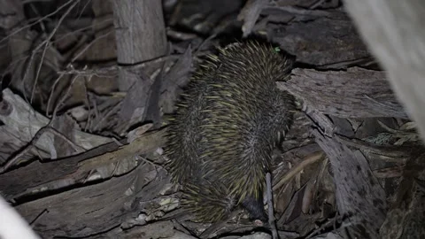 Short-beaked Echidna walking in forest undergrowth at night close up Stock Footage 329090199