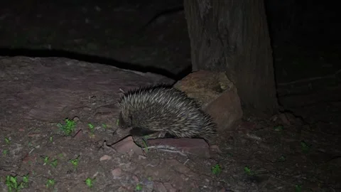 Short-beaked Echidna walking in the forest at night Stock Footage 329090268