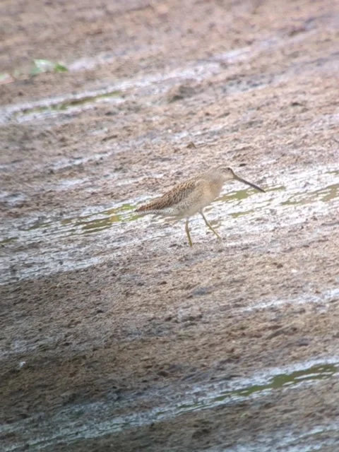 Short-billed Dowitcher feeds on a mudflat Stock Footage 204876049