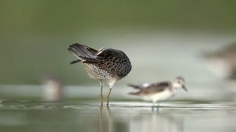 Short-billed Dowitcher preening in slow motion Video stock 80838445