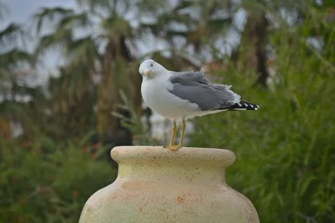 Short Billed Gull Stock Photos