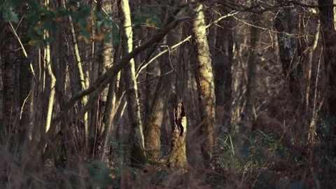 A short broken log stump of a tree in out of focus windy forest scene Vidéo 143322380