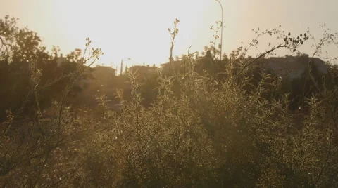Short bushes on a sunset Stock Footage 58607436