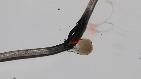 Short circuit, burnt cable isolated Stock Footage 159405314