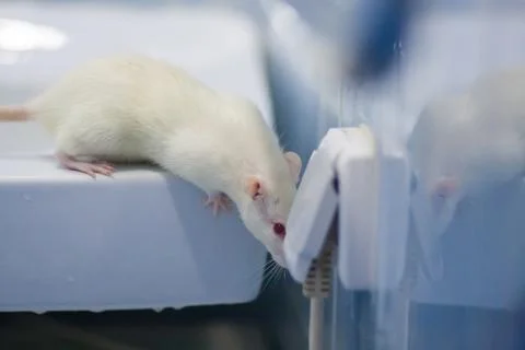 Short circuit electrical concept. the mouse is white and the Stock Photos