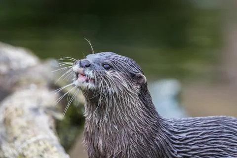 Short clawed otter chewing Stock Photos