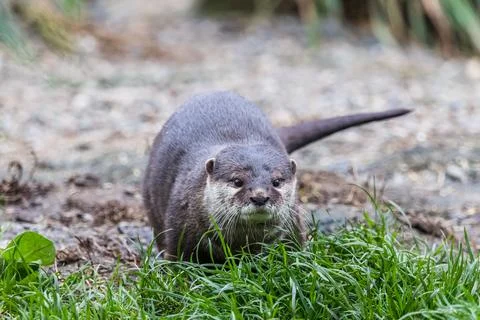 Short clawed otter on the ground Stock Photos
