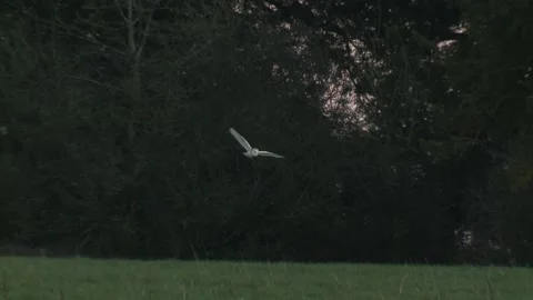 Short clip of Barn Owl flying. Stock Footage 146132590