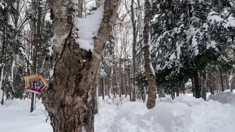 Short clip of a bird feeder attached to a birch tree on a cold winter day Stock Footage 263290004