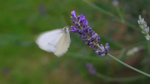 Short clip of a cabbage white pieris rapae butterfly on lavender blossoms Stock Footage 263146633