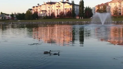 Short Clip of Duckling Learning to Dive in Lake with Mom at Sunset Stock Footage 92383344