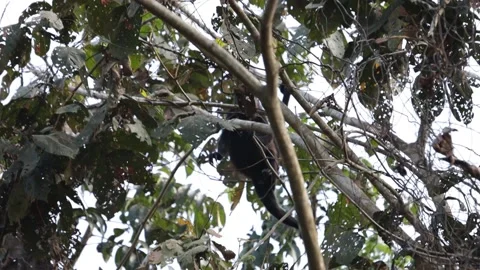 A short clip of a howler monkey climbing a tree Video stock 136402689