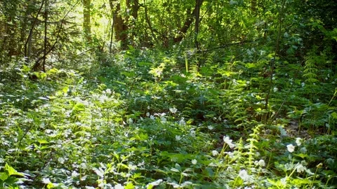 Short clip of a pine marten moving through white flowers on forest floor Stock Footage 327657536