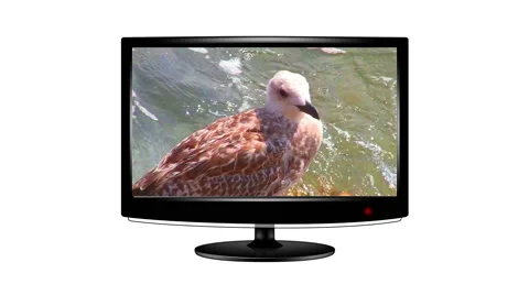 Short clip of a seagull playing on a flat screen monitor Video stock 43116979