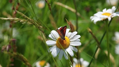 Short clip of a small copper butterfly on daisy blossom with blurred bokeh Stock Footage 309741064
