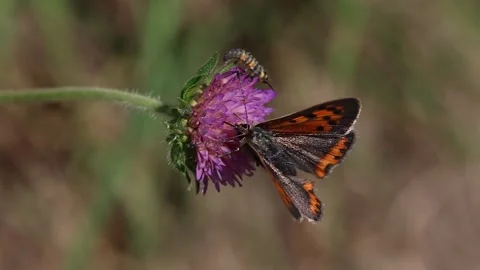 Short clip of a small copper butterfly and seven-spot ladybird larva on Vidéo 337125171