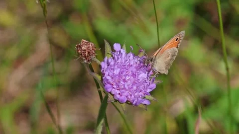 Short clip of a small heath butterfly on a scabiosa blossom Vidéo 337955975