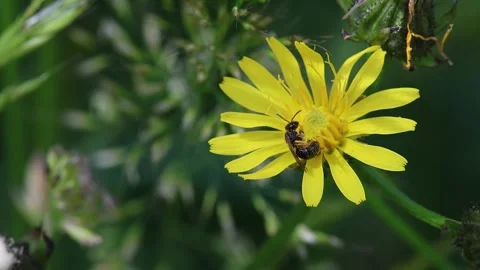 Short clip of a sweat bee Halictus rubicundus on a rough hawksbeard Stock Footage 309924677