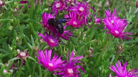 Short clip of a violet carpenter bee Xylocopa violacea bee on a pink delosperma Vidéo 337156230