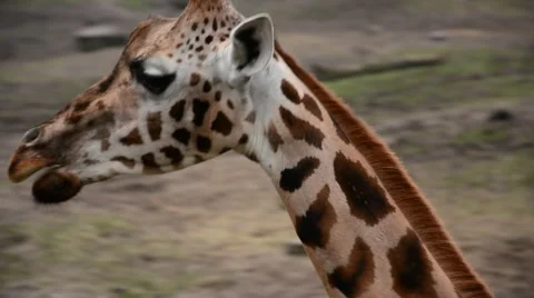 Short close up of the head of a giraffe walking past Stock Footage 49074601