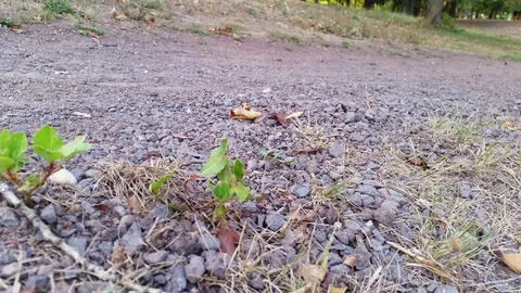 A short closeup sequence of a mtb driving by the camera on a nature trail Stock Footage 93821727