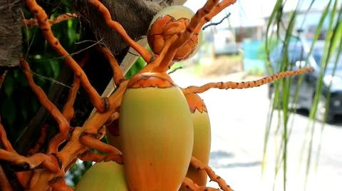 A short coconut tree Foto stock