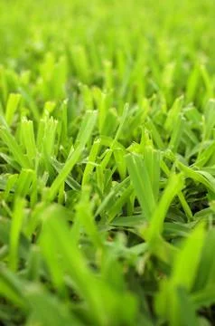 Short Cut Grass Stock-Fotos
