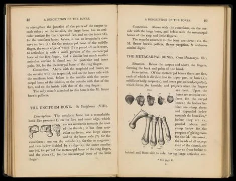 A short description of the bones... Stock Illustration
