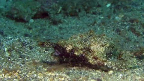 Short dragonfish (Eurypegasus draconis) Raja Ampat Indonesia Vidéo 80071772